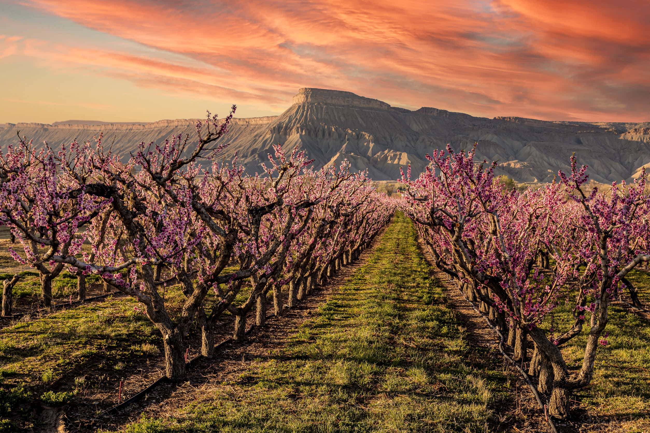 In the heart of Palisade wine country.